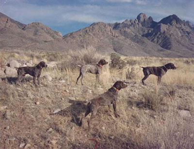 field trial pointers for sale