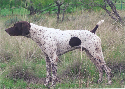 Free Flight's Bosefus